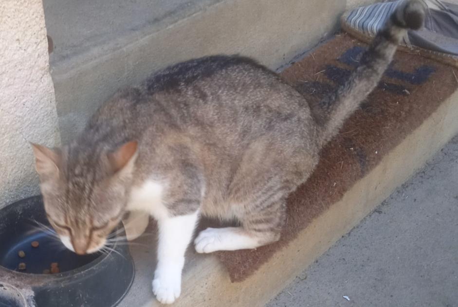 Fundmeldung Katze rassenmischung  Weiblich Hagetmau Frankreich