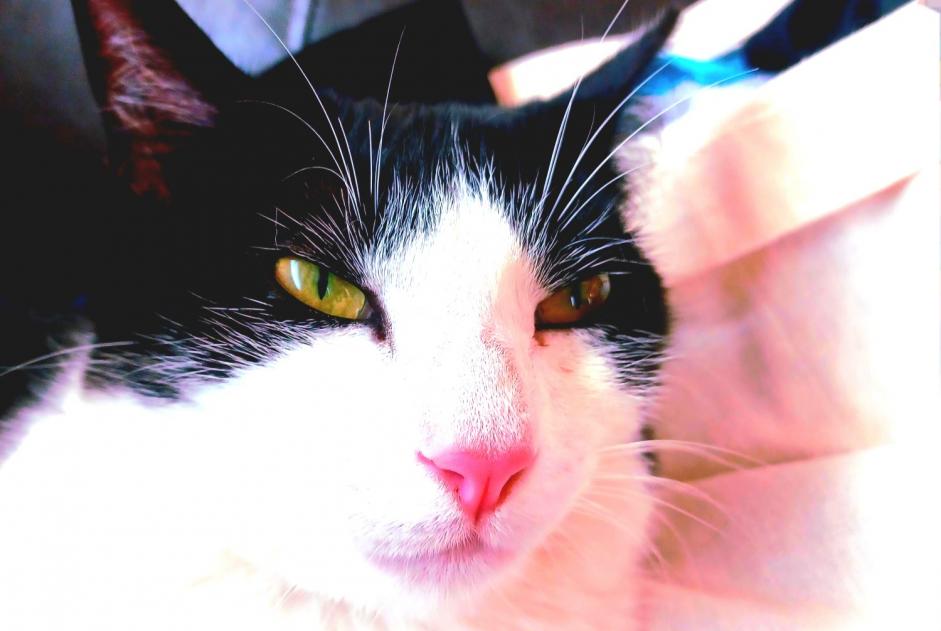 Disappearance alert Cat Female , 2 years Labenne France