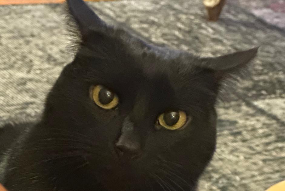 Disappearance alert Cat Female , 9 years Orthevielle France