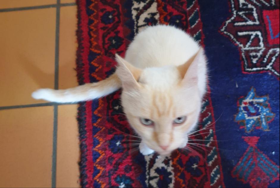 Disappearance alert Cat Male , 8 years Labastide-d'Armagnac France