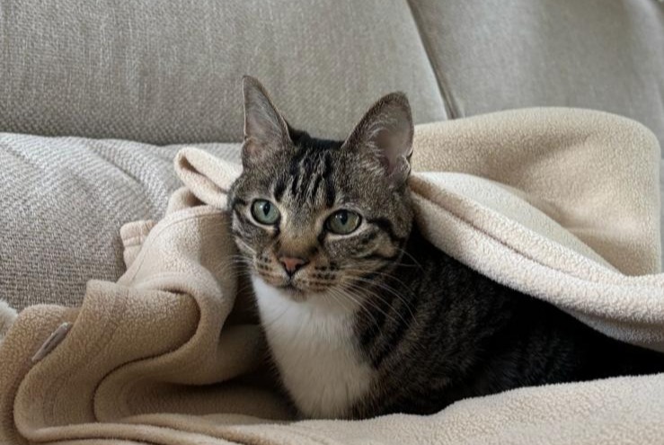 Disappearance alert Cat miscegenation  Female , 13 years Seignosse France
