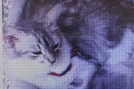 Disappearance alert Cat miscegenation  Female , 7 years Biscarrosse France