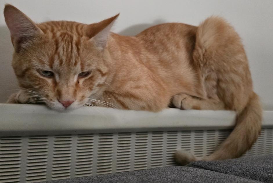 Disappearance alert Cat miscegenation  Male , 1 years Saint-Pierre-du-Mont France