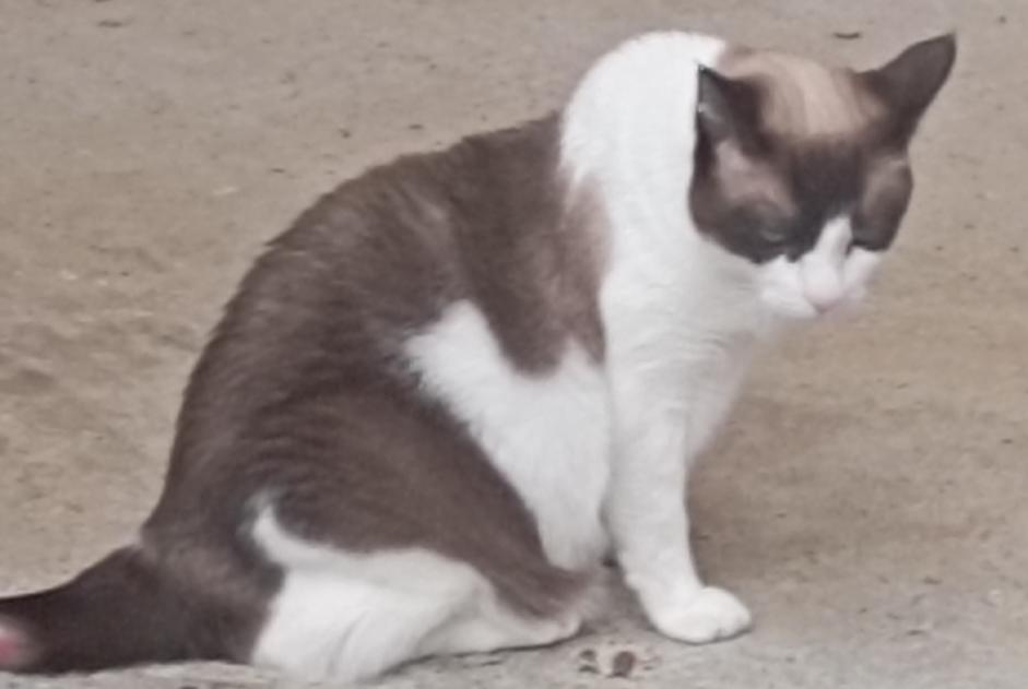 Alerta de Hallazgo Gato cruce  Desconocido Capbreton Francia