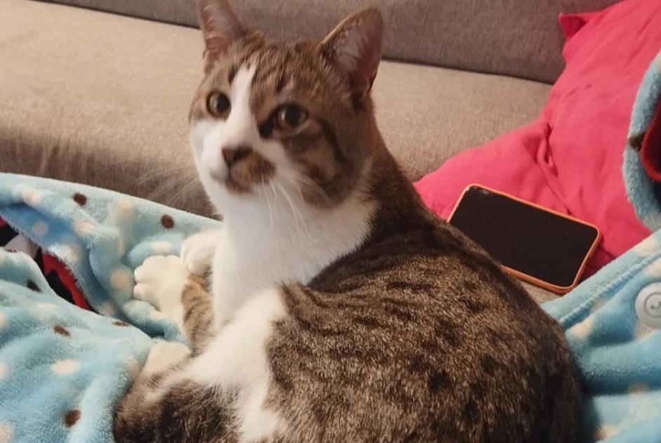 Alerta de Hallazgo Gato Desconocido Azur Francia