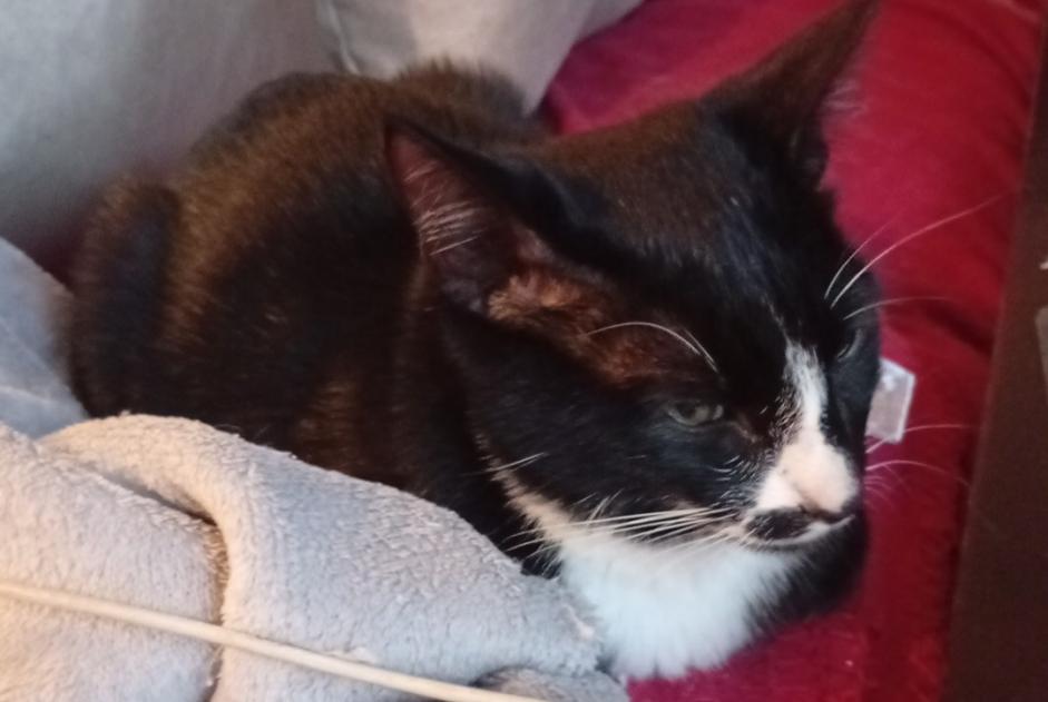 Alerta de Hallazgo Gato  Desconocido Saint-Yaguen Francia