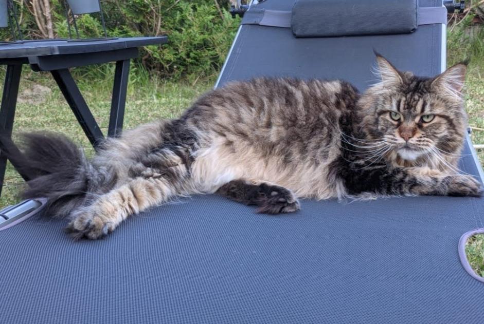 Alerte Disparition Chat  Femelle , 11 ans Labenne France
