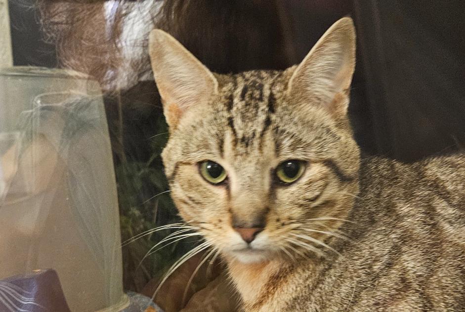 Alerte Découverte Chat Mâle Lit-et-Mixe France