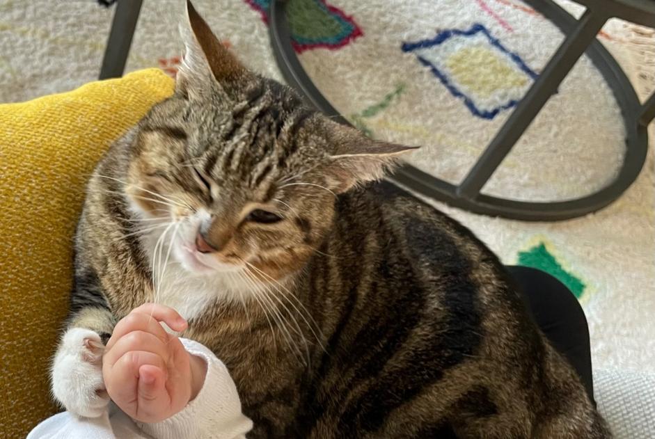 Alerte Disparition Chat  Femelle , 41 ans Aire-sur-l'Adour France