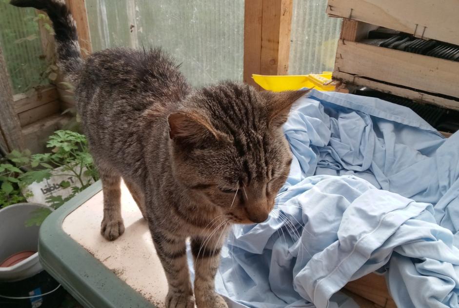 Alerte Découverte Chat Inconnu Ossages France Alerte Découverte Chat Inconnu Ossages France