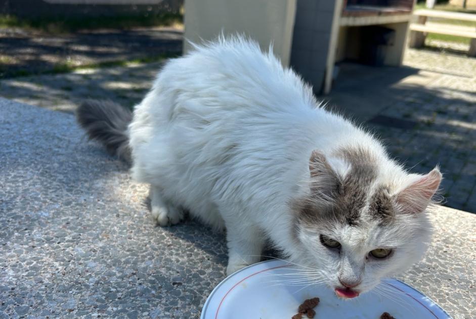 Alerte Découverte Chat Inconnu , 1 année Labenne France Alerte Découverte Chat Inconnu , 1 année Labenne France