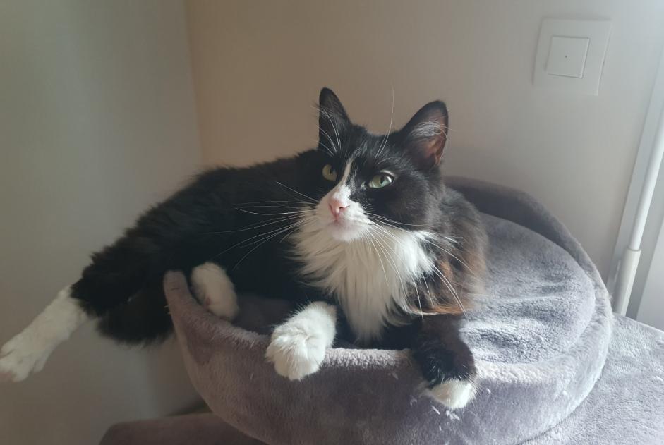 Alerte Disparition Chat Femelle , 4 ans Saint-Paul-lès-Dax France