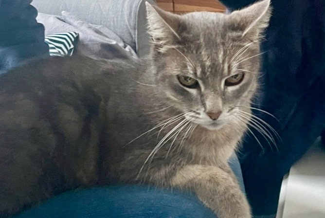 Alerte Disparition Chat croisement  Mâle , 13 ans Capbreton France