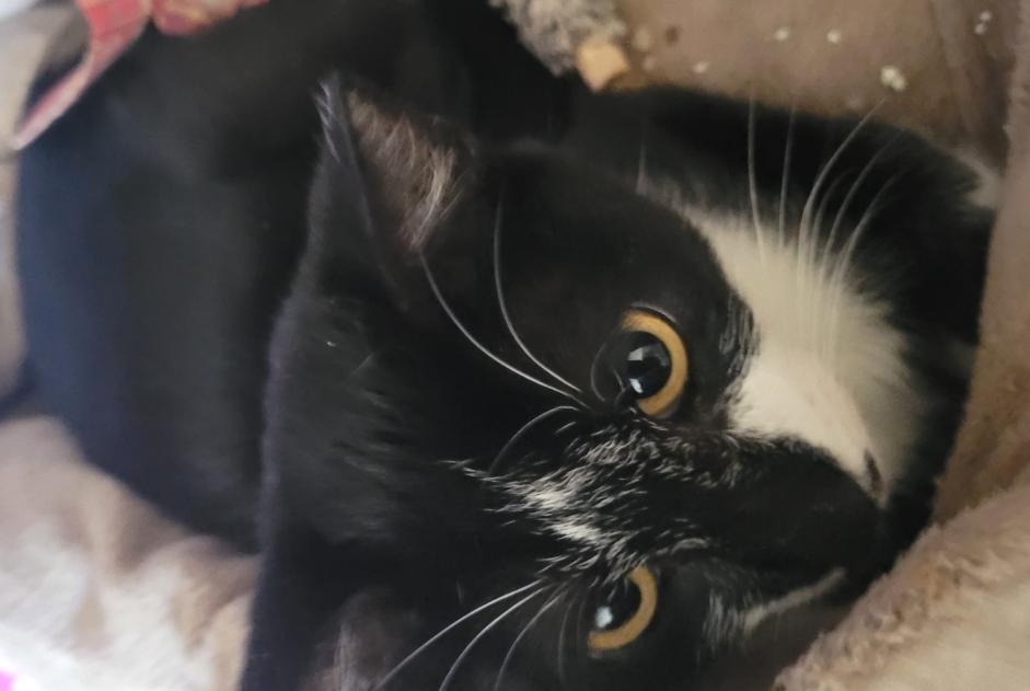 Alerte Disparition Chat Femelle , 0 ans Saint-Paul-lès-Dax France