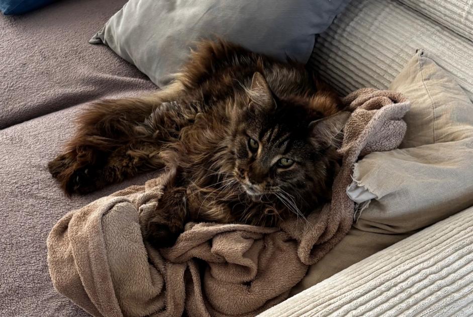 Avviso scomparsa Gatto Maschio , 7 anni Benquet Francia Avviso scomparsa Gatto Maschio , 7 anni Benquet Francia