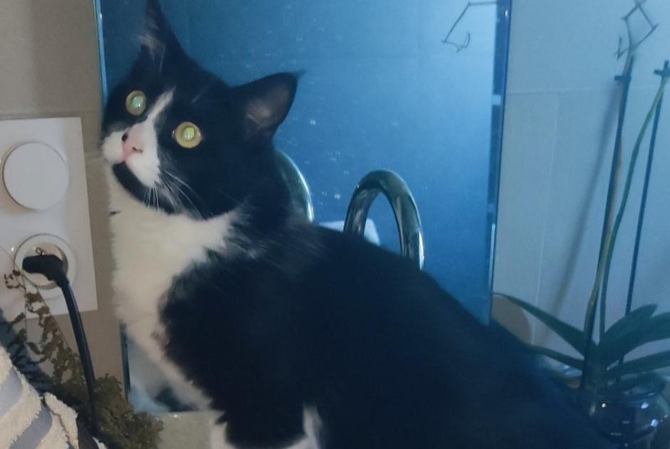 Avviso scomparsa Gatto Femmina , 1 anni Saint-Paul-lès-Dax Francia