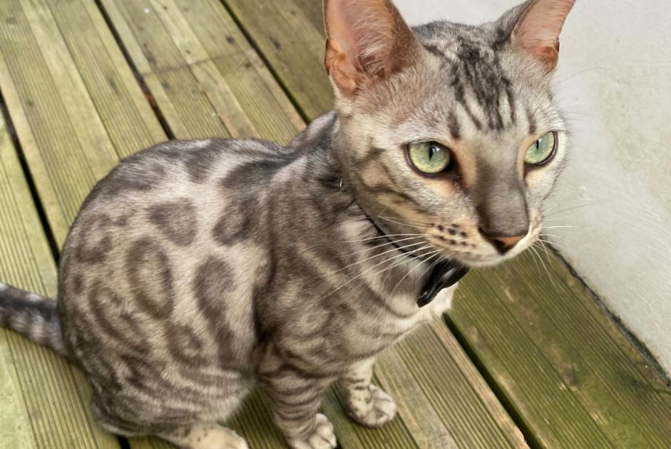 Verdwijningsalarm Kat  Mannetje , 2 jaar Bénesse-Maremne Frankrijk