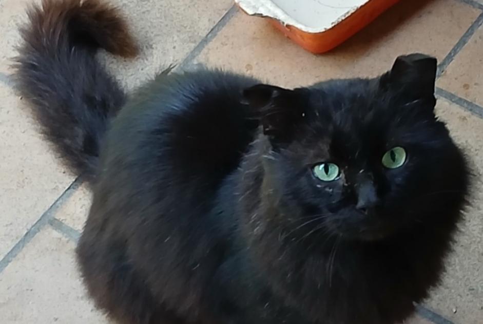 Alerta desaparecimento Gato Macho , 8 anos Messanges France