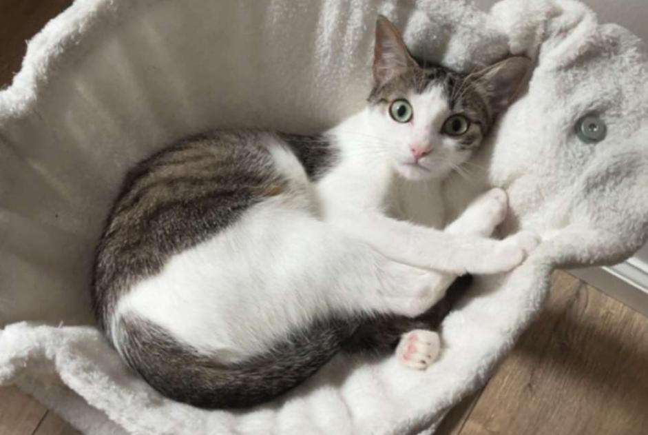 Alerta desaparecimento Gato Fêmea , 1 anos Arue France