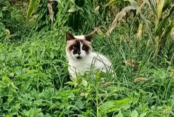 Alerta descoberta Gato  Macho Cauneille France