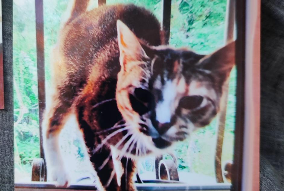 Alerta desaparecimento Gato cruzamento  Fêmea , 8 anos Dax France