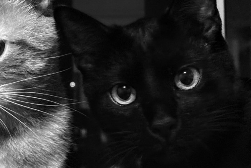 Alerta desaparecimento Gato cruzamento  Macho , 2 anos Vielle-Saint-Girons France