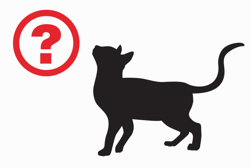 Alerte Disparition Chat Mâle , 10 ans Mont-de-Marsan France